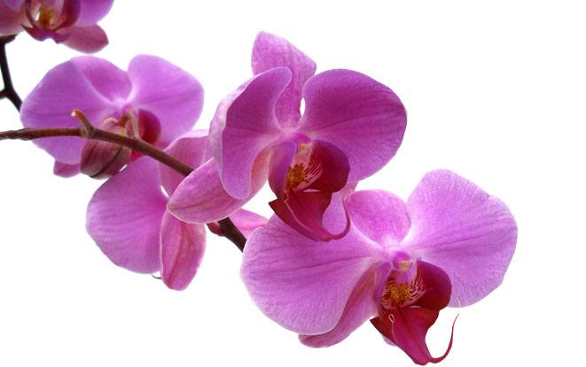 orchid-magenta