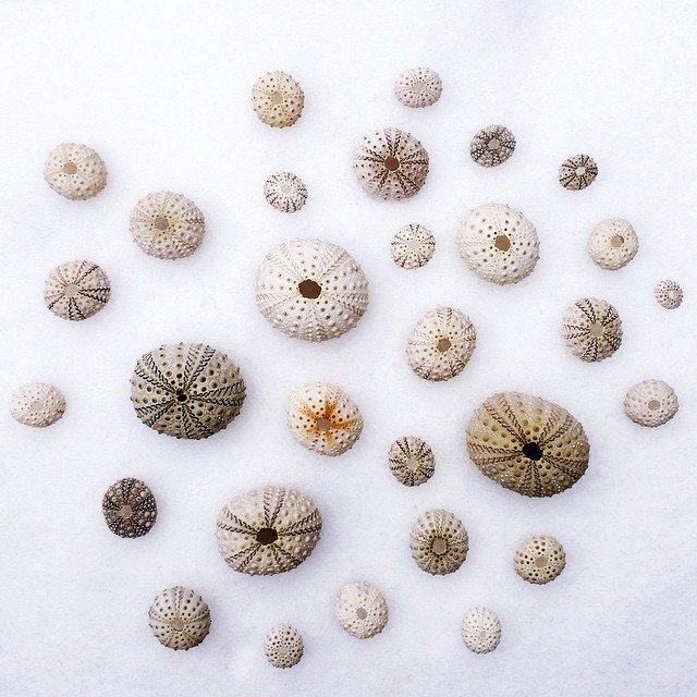 snowy-sea-urchin