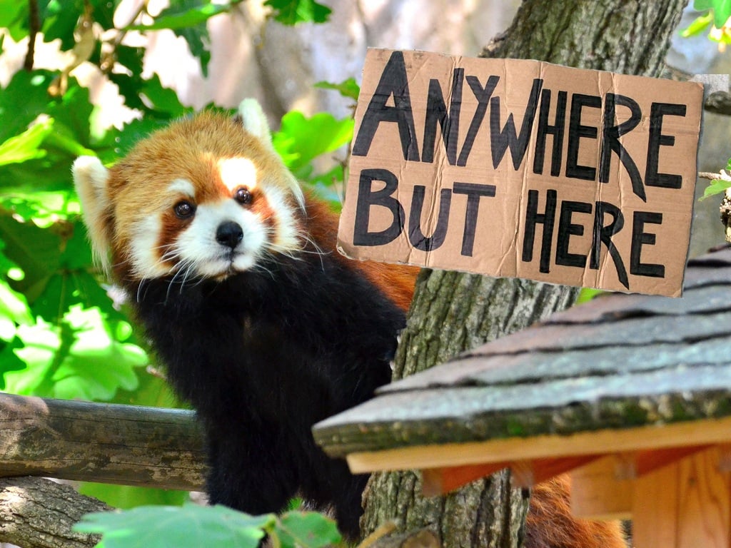 These 20 Pictures Of Hitchhiking Animals Will Make You Smile