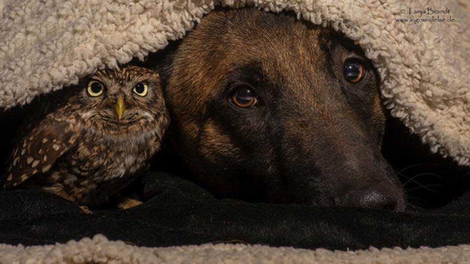 6 Pictures That Show The Amazing Friendship Between A Dog And An Owl