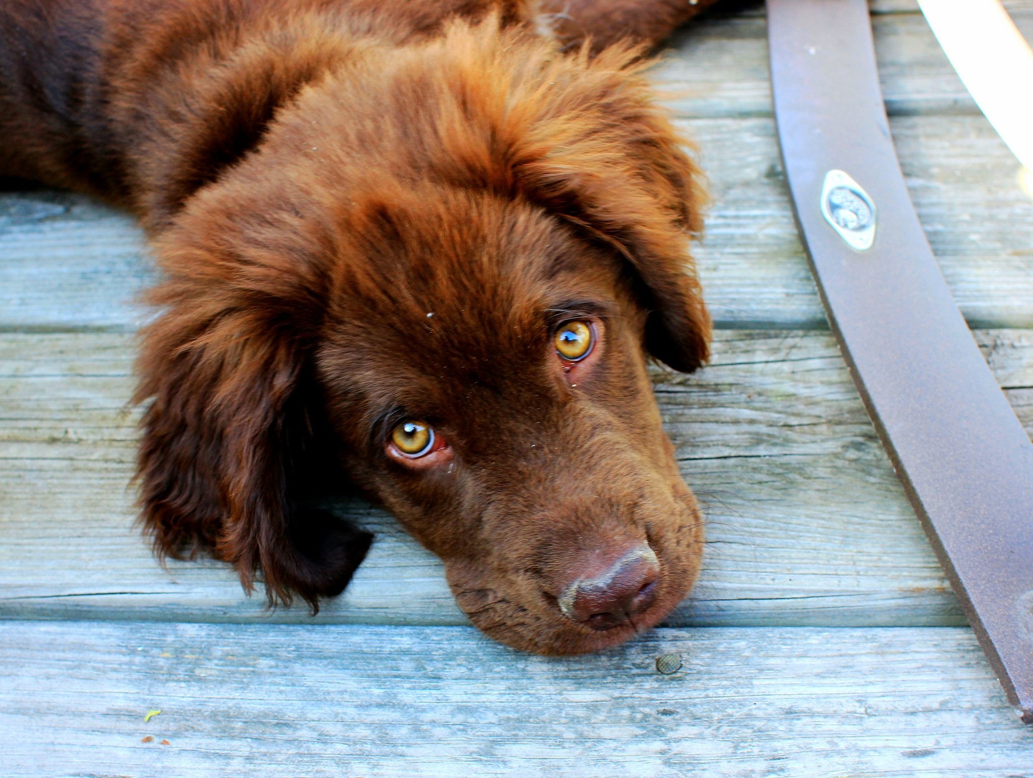 10 Things Dogs Really Want Their Owners To Do