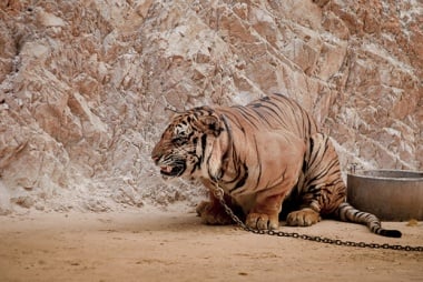 10 Photos of Sad Animals In Zoos - LifeHack