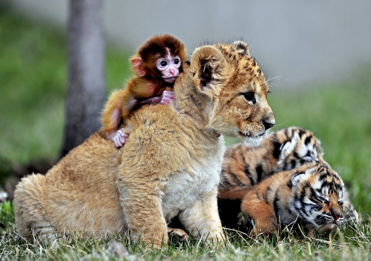 a-baby-monkey-a-lion-cub-and-tiger-cubs-play-at-a-tiger-park-in-china