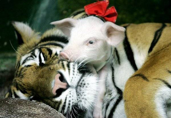 You'll Be Touched By The Unusual Animal Friendship Shown In These 10  Pictures - LifeHack