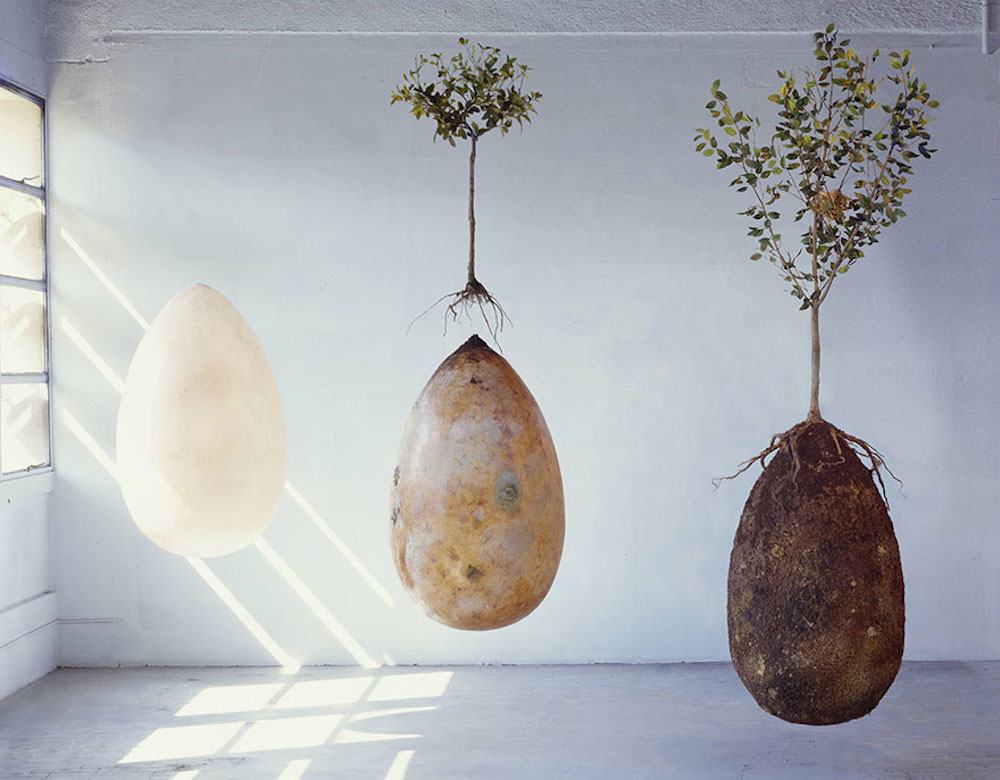 Extend The Lives Of Your Loved Ones By Turning Them Into Trees After Death