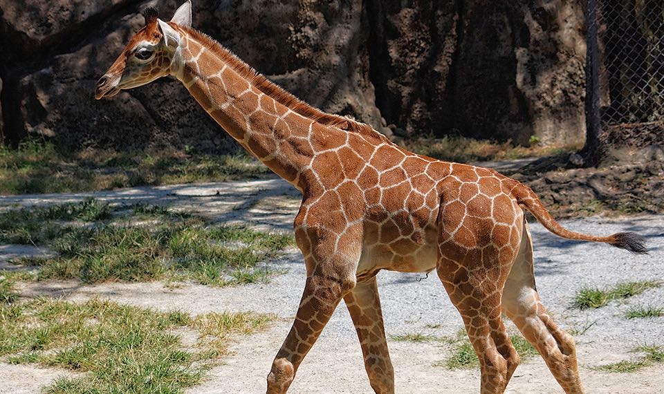 The 10 Leadership Lessons We Can all Learn from Giraffes