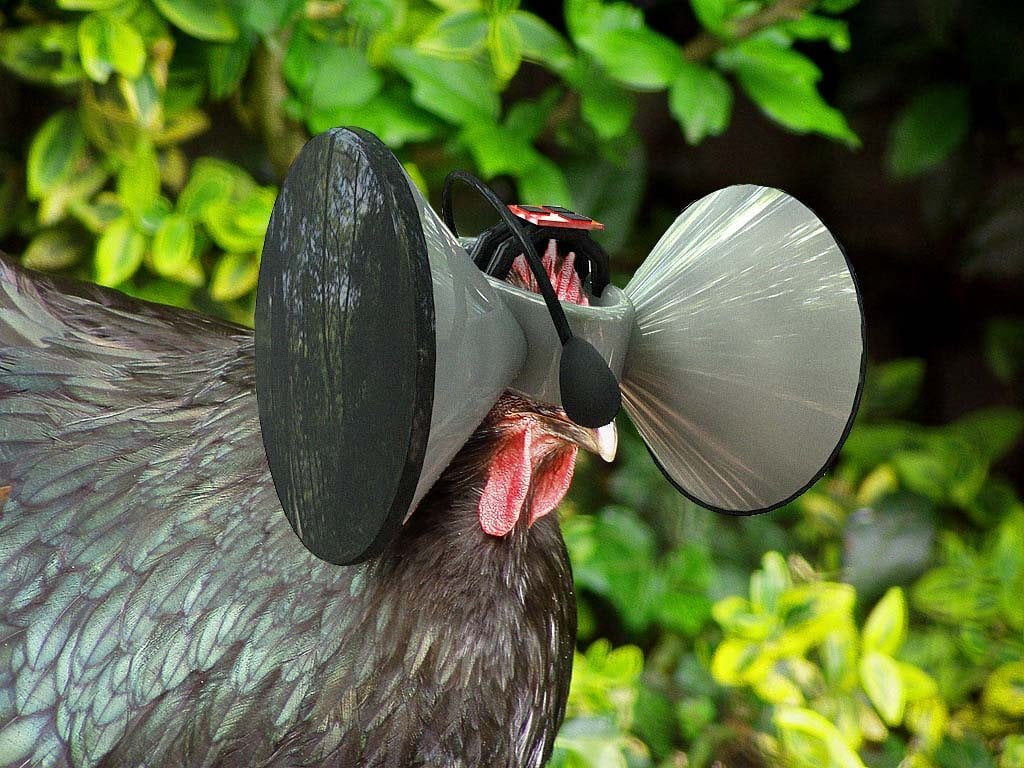 Will Chickens Be Really Happy After Being Given Virtual Free Range?