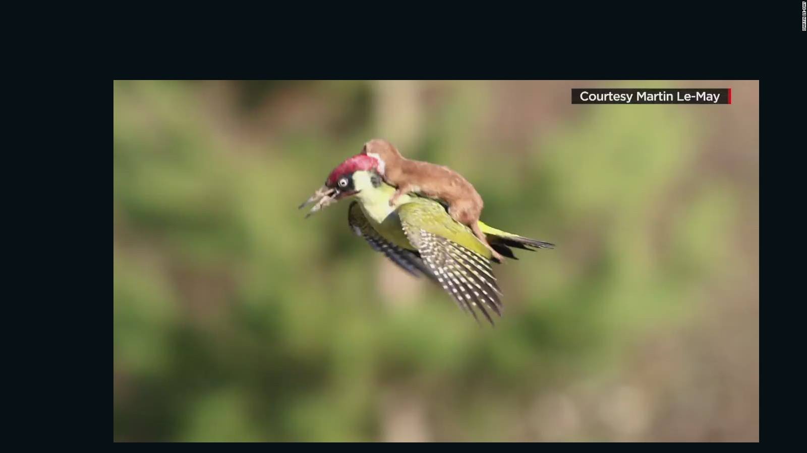 The Amazing Moment When A Weasel Flies On The Back Of A Woodpecker