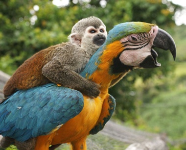 monkey-parrot_1743_3218284k