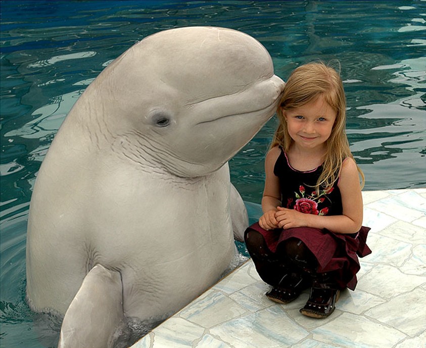 beluga whale and girl