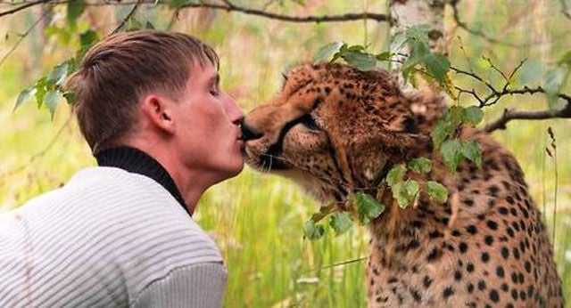 cheetah kissing