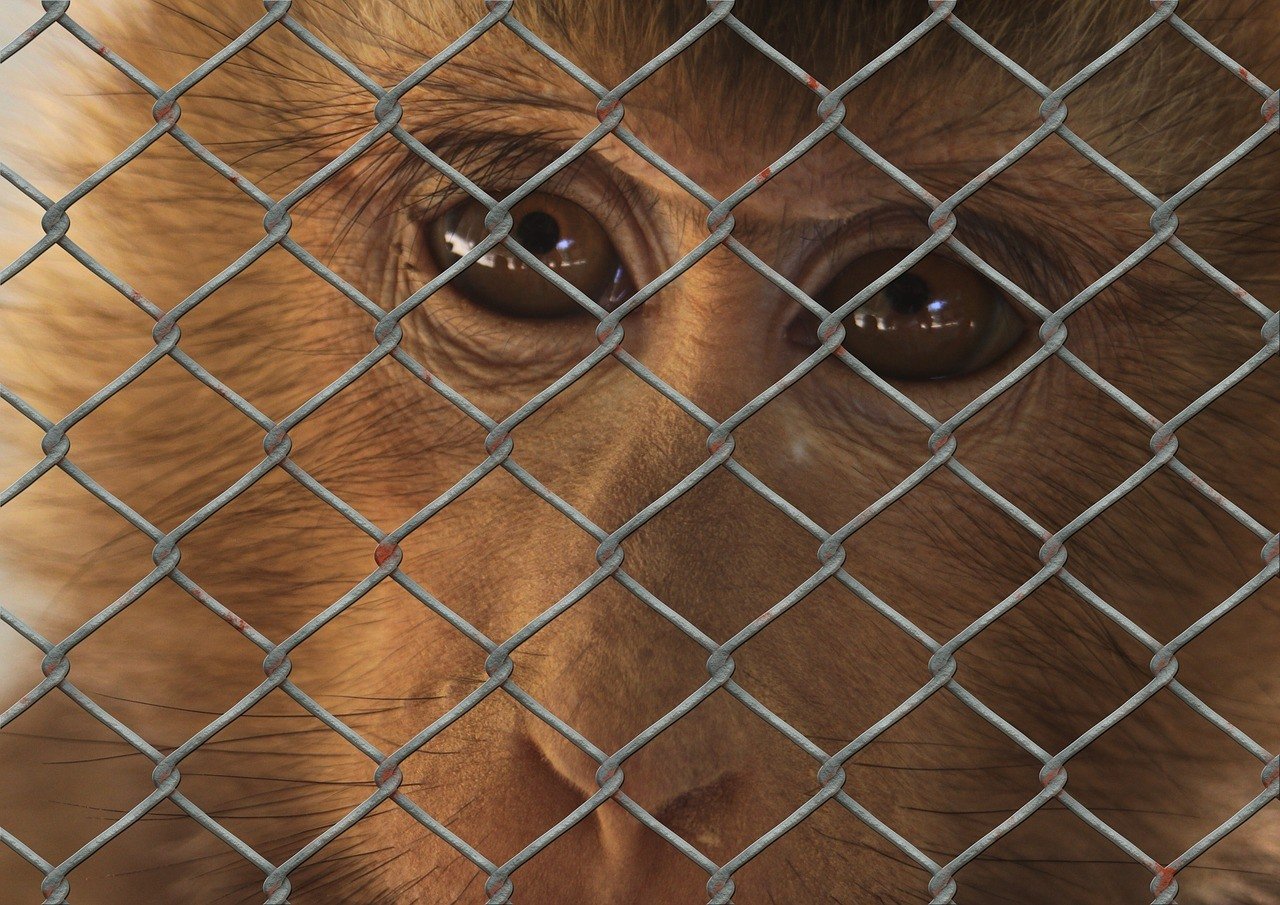 10 Photos of Sad Animals In Zoos