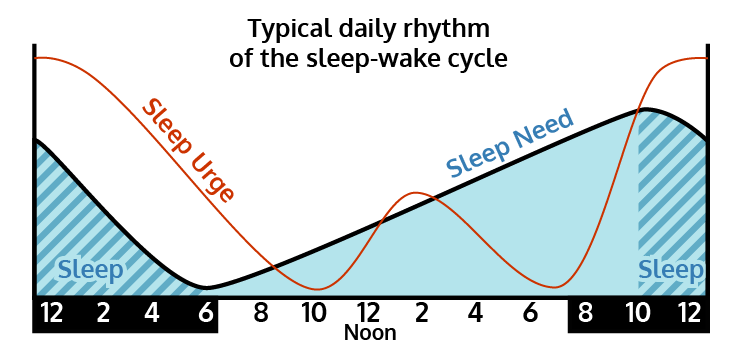 Daily-Rhythm-Sleep-Wake-Cycle