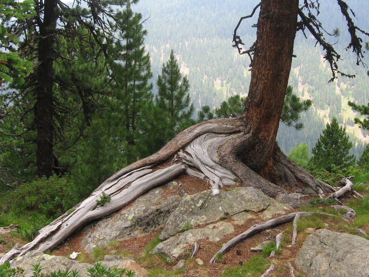 tree-root-715992_1280