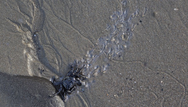 15 Images Showing How Refugio Oil Spill Kills Lives