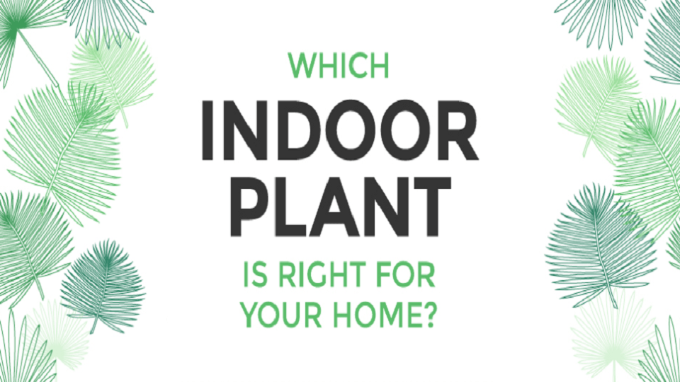 Which Indoor Plant Is Right For Your Home?