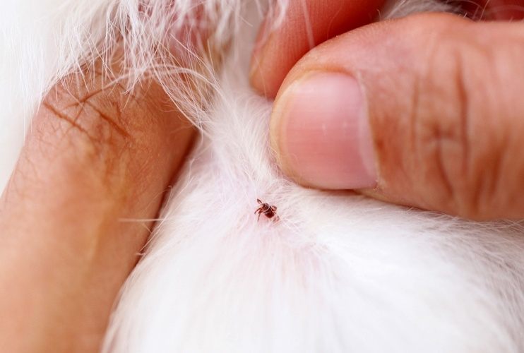save pet from fleas