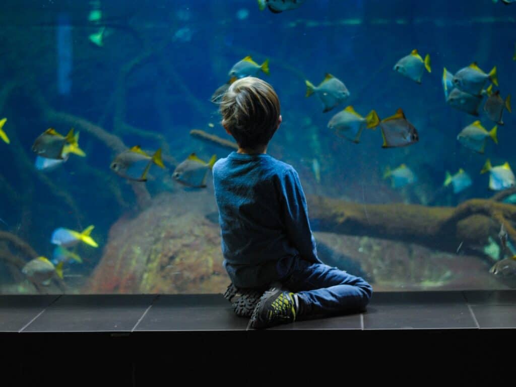 Science Says That Watching Fish Can Boost Your Mood