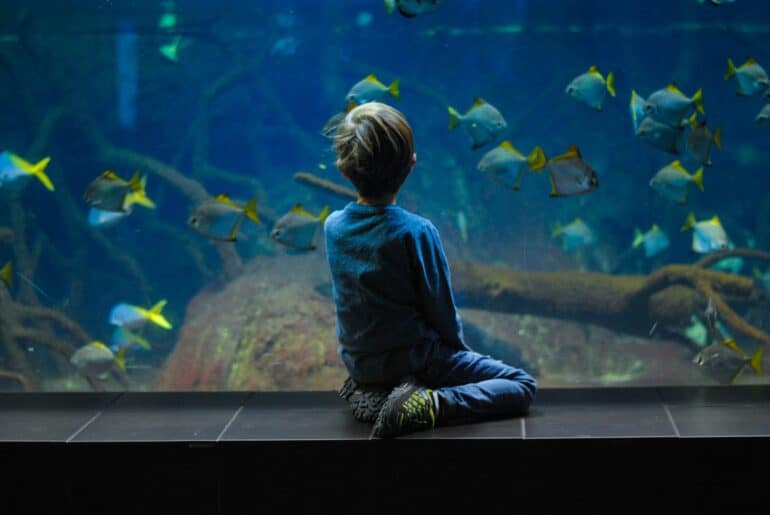Science Says That Watching Fish Can Boost Your Mood