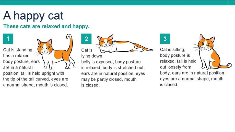 An Infographic To Help You Understand Cat Behavior