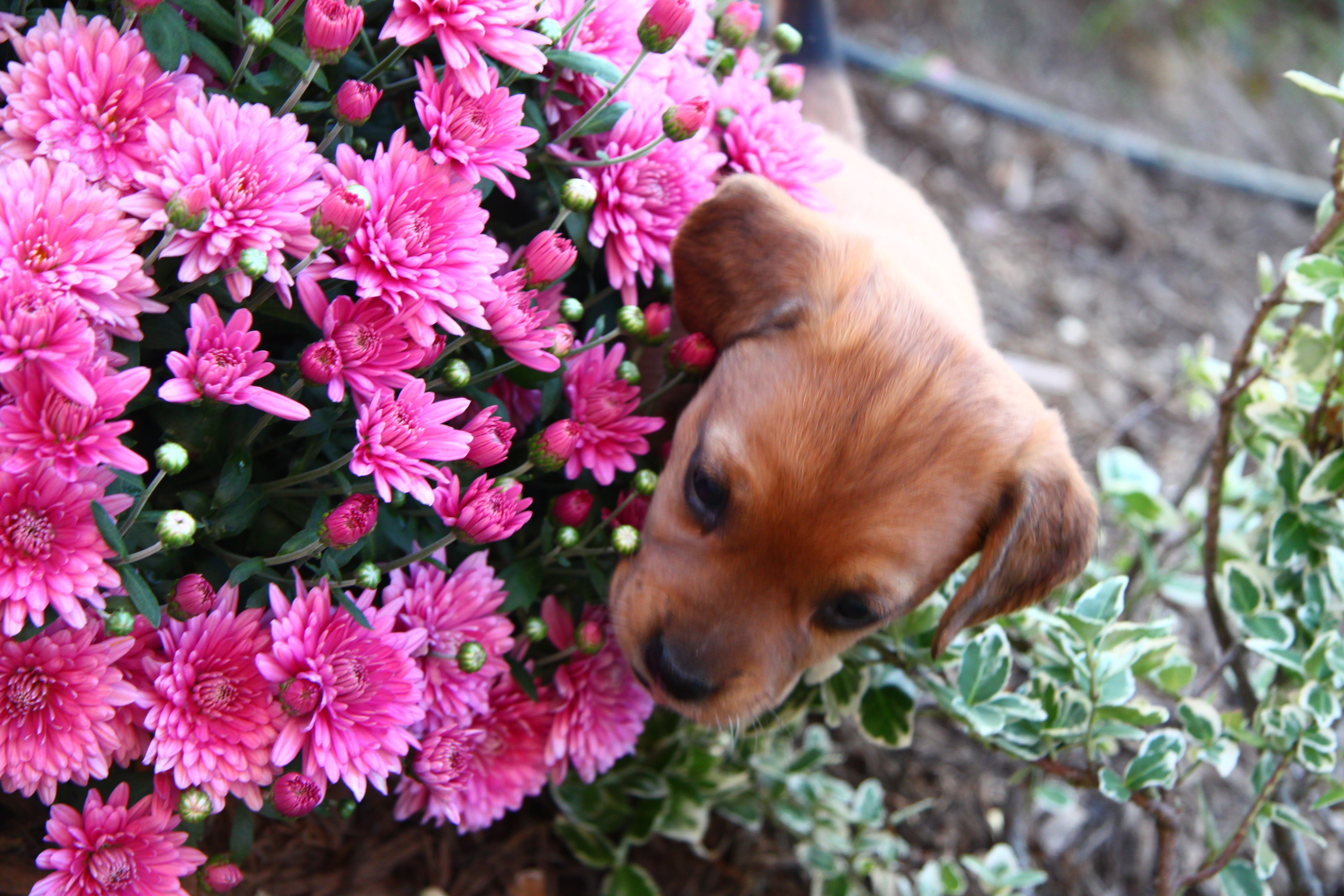 Plants that are harmful for your pets