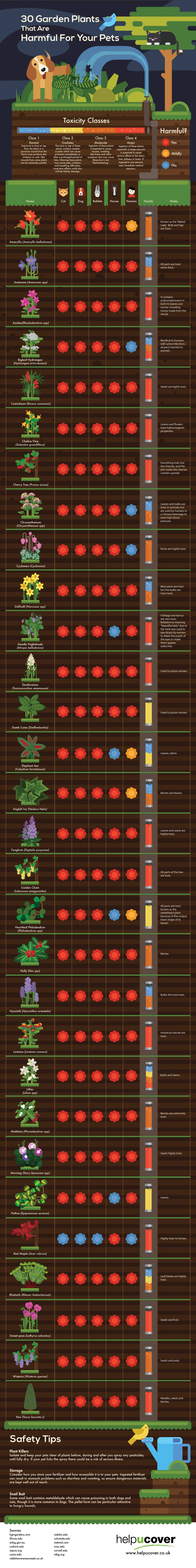 Plants that are harmful for your pets