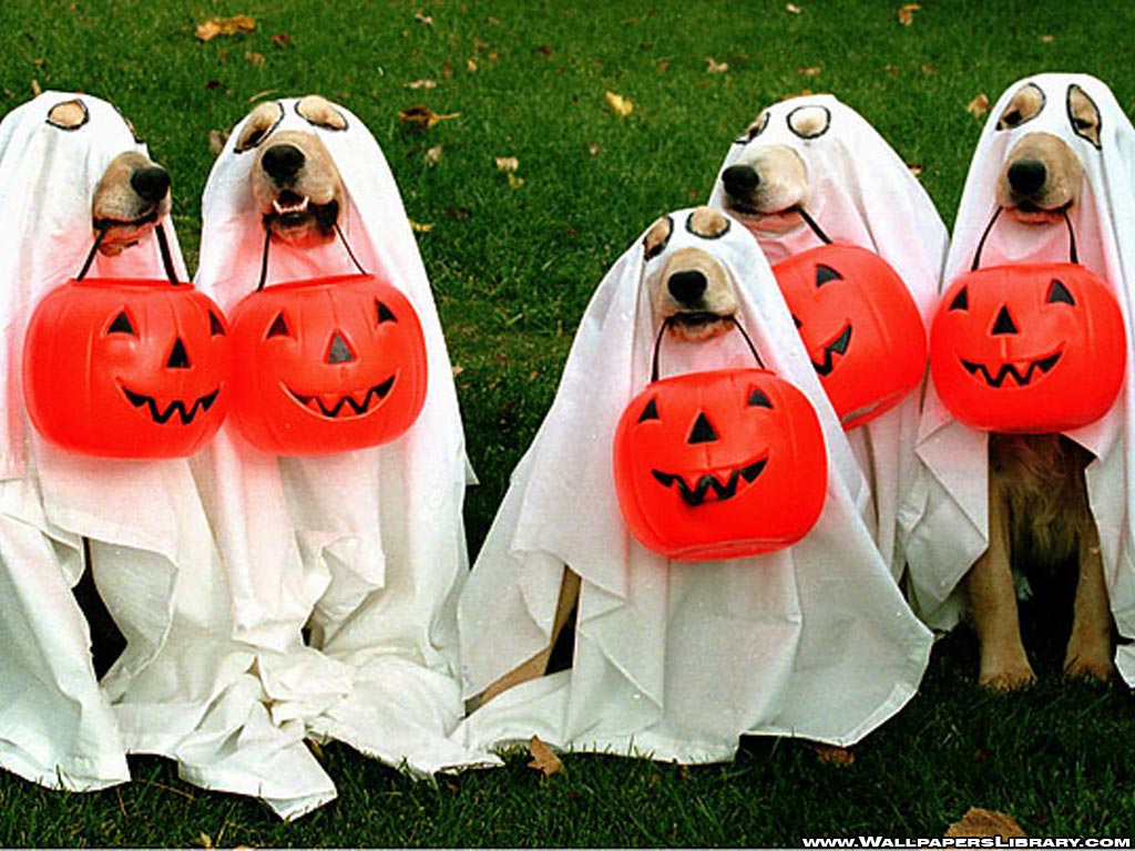 Cuteness Overload! 16 Halloween Styles For Your Pets