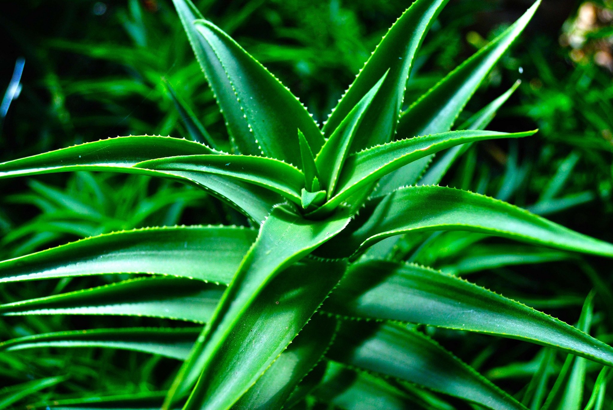 7 Unexpected Benefits and Usage of Aloe Vera