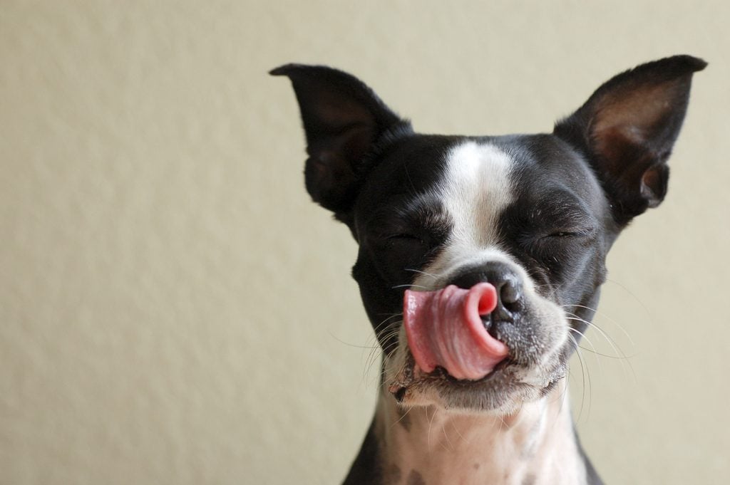 6 Easy Dog Treat Recipes To Spoil Your Dog Crazy