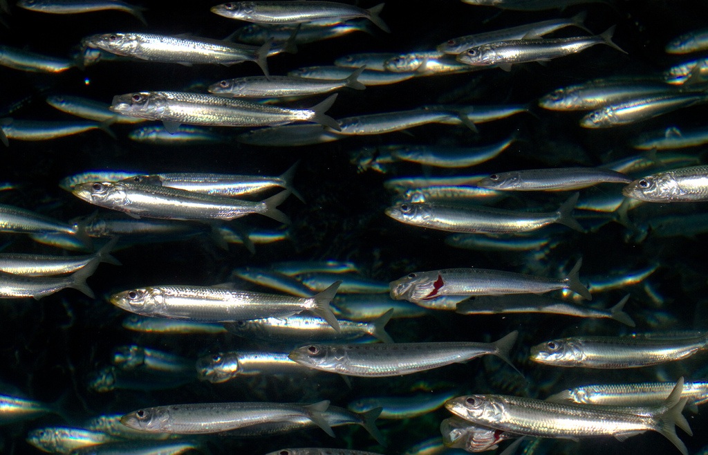 20 Surprising Health Benefits Of Sardines