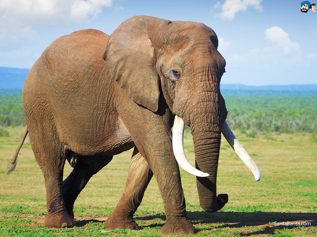 Scientists Find Why Elephants Are Less Likely To Get Cancer