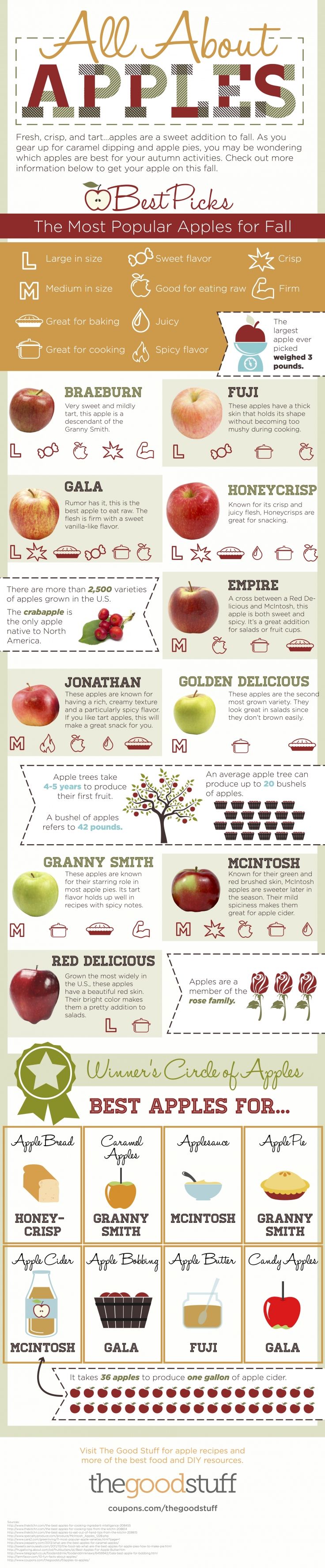 All About Apples: The Best Types of Apples For Your Recipes (Infographic)