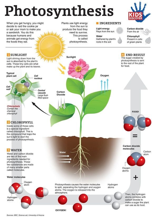 Photosynthesis  (Infographic)