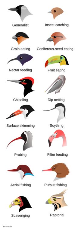 Birds (Infographic)