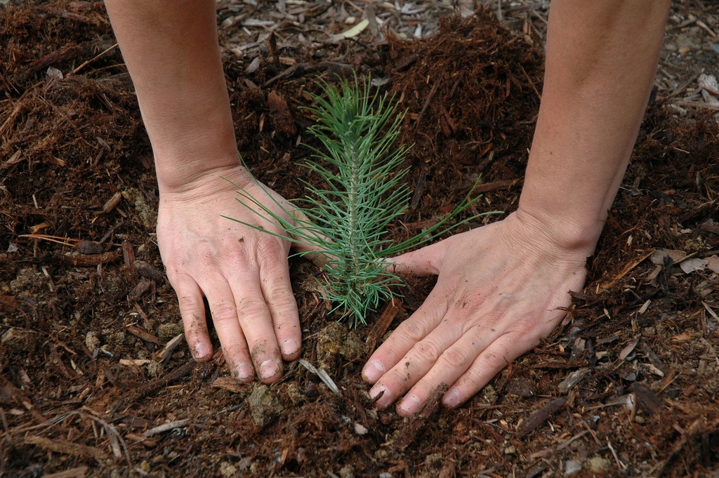 6 Joyful Things Happen When You Start Planting