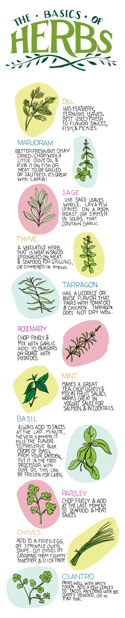 The Basics of Herbs (Infographic)
