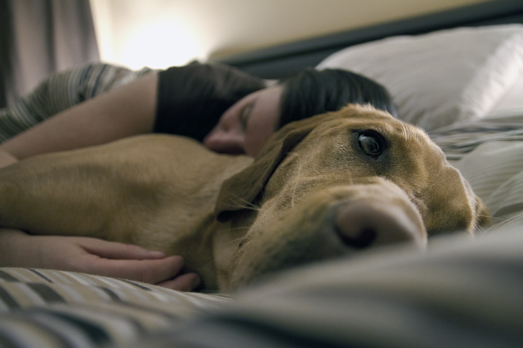 12 Small Pleasures Only Dog People Are Familiar With