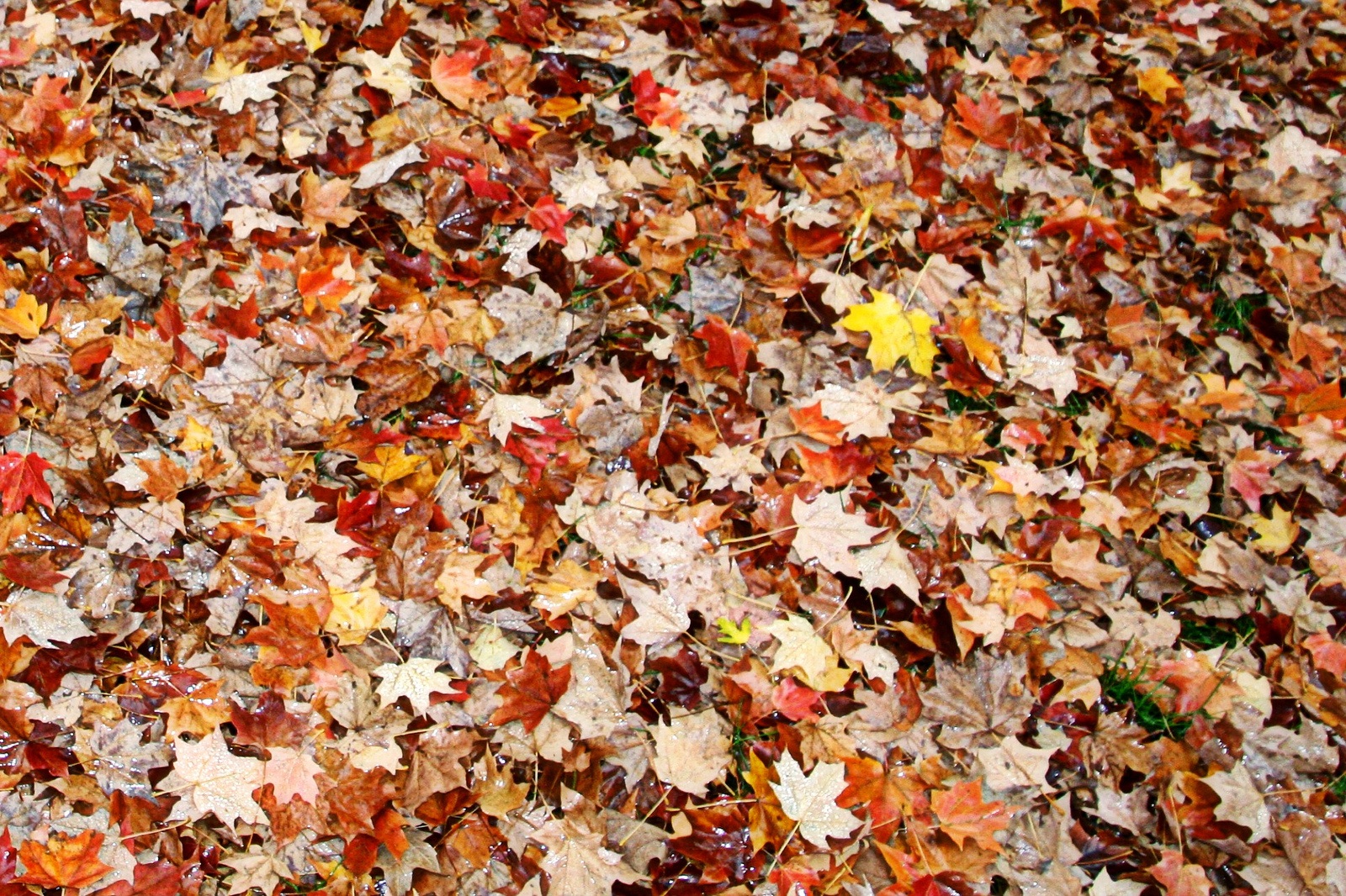 Next Time You Rake Leaves, Consider the Damage to the Ecosystem