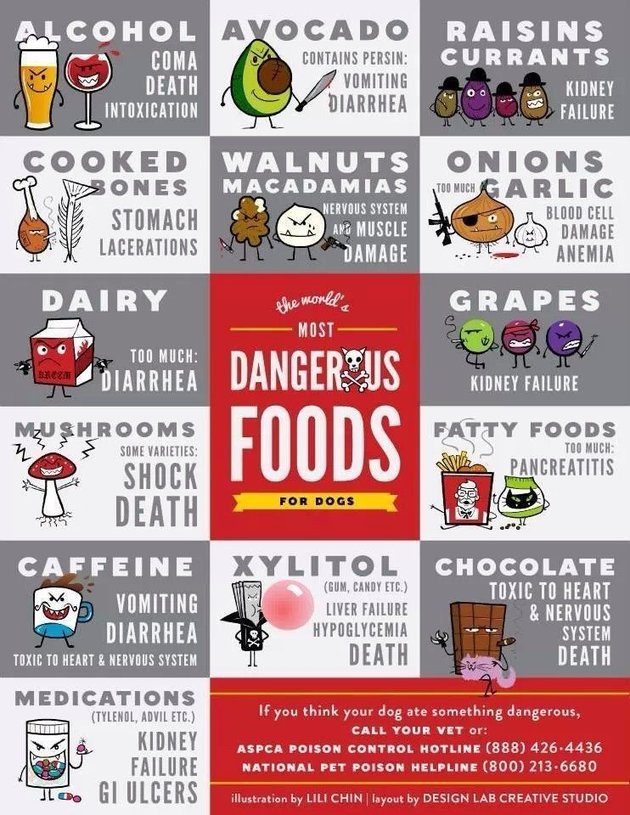 Don't feed your dog these foods...