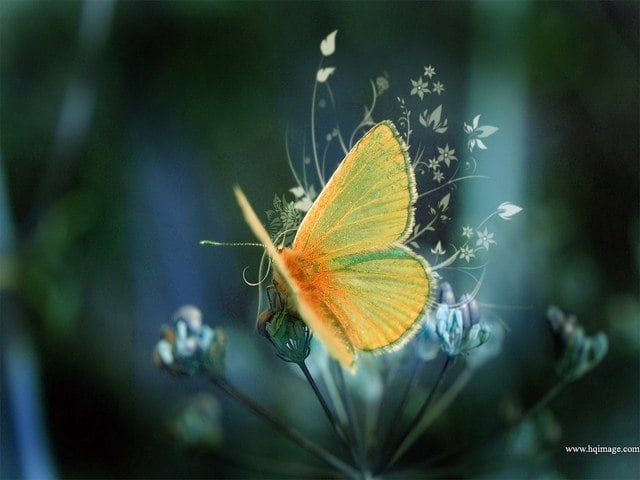 beautiful-butterfly-fly-nature-photography-yellow-favim-com-100256