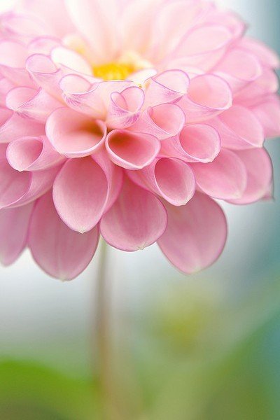 beautiful-flower-nature-photography-Favim.com-528455