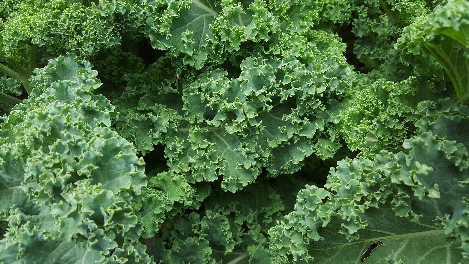 Why No One Should Overlook Kale