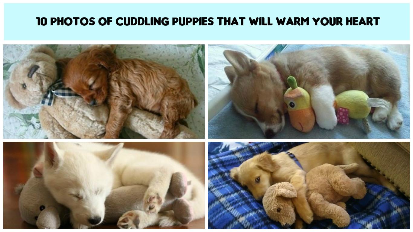 10 Cute Cuddling Puppies That You Need You See!!!!!!