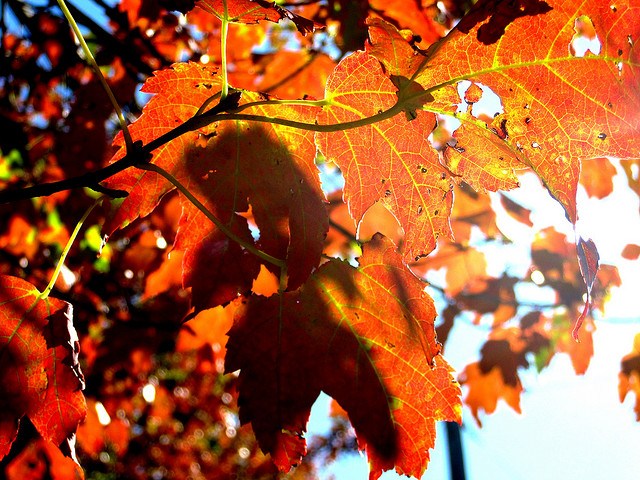 maple leaf photo by Amin mat Azahar