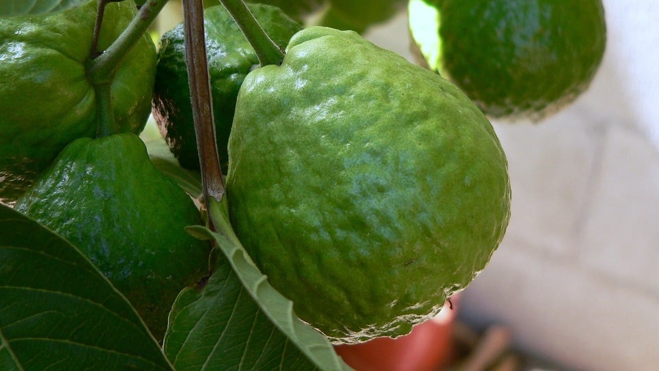8 Amazing Things That Will Happen When You Start Eating Guava - LifeHack