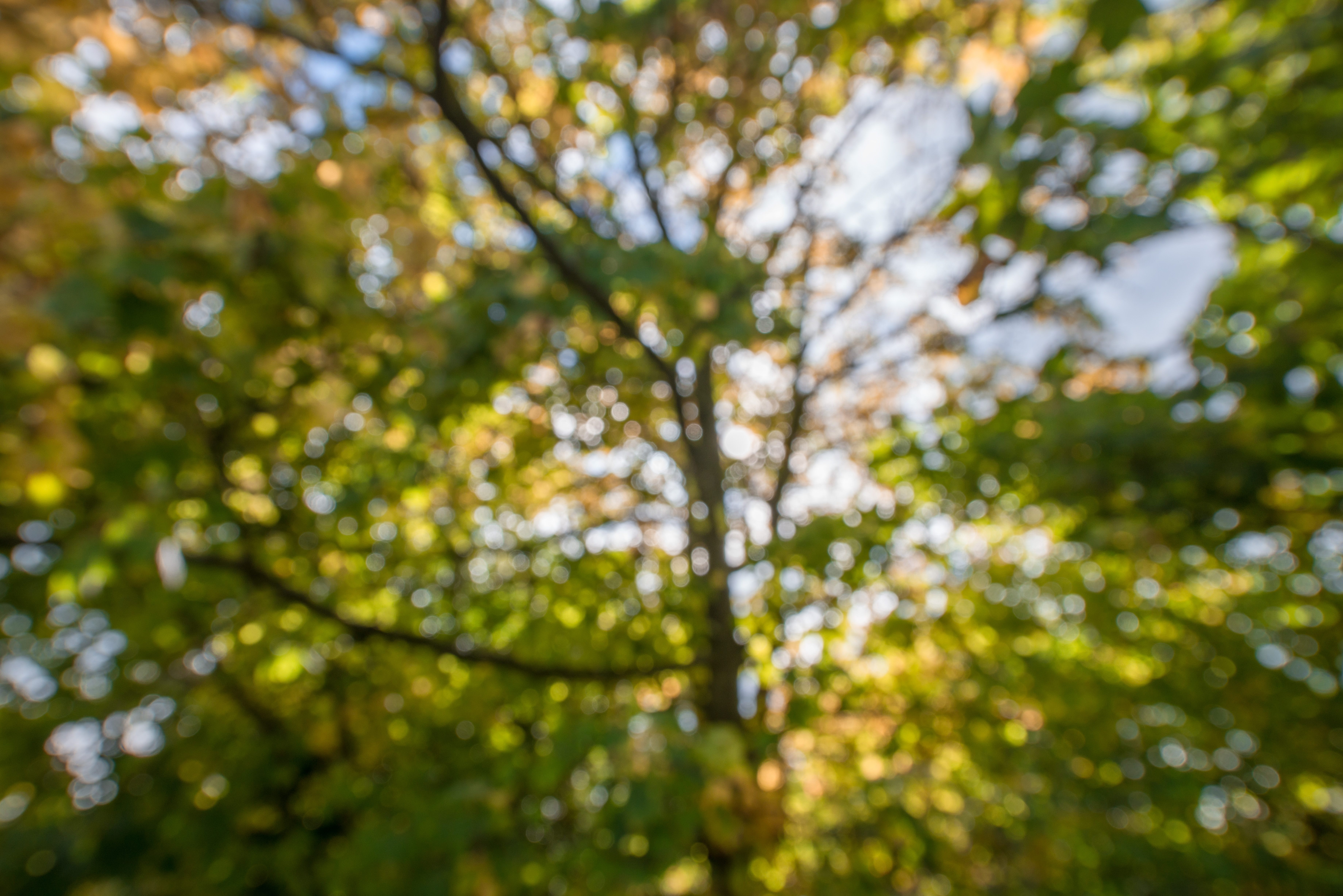 Blurred Tree Leaves With Abstract Bokeh (2)