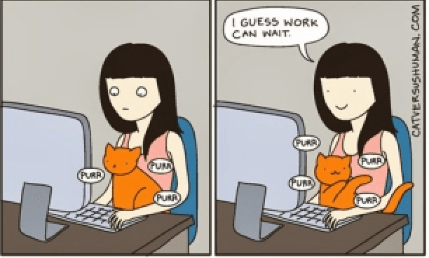 Interesting Comics To Illustrate Daily Life With A Cat