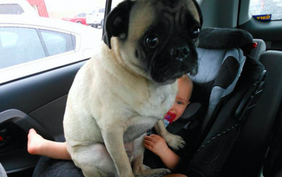 These 11 Hilarious Dogs Are Like Spoiled Children