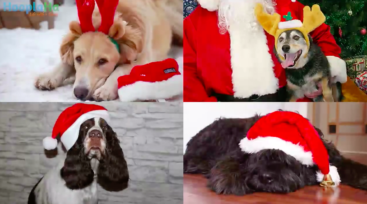 This Is Why Dogs Make Great Holiday Companions