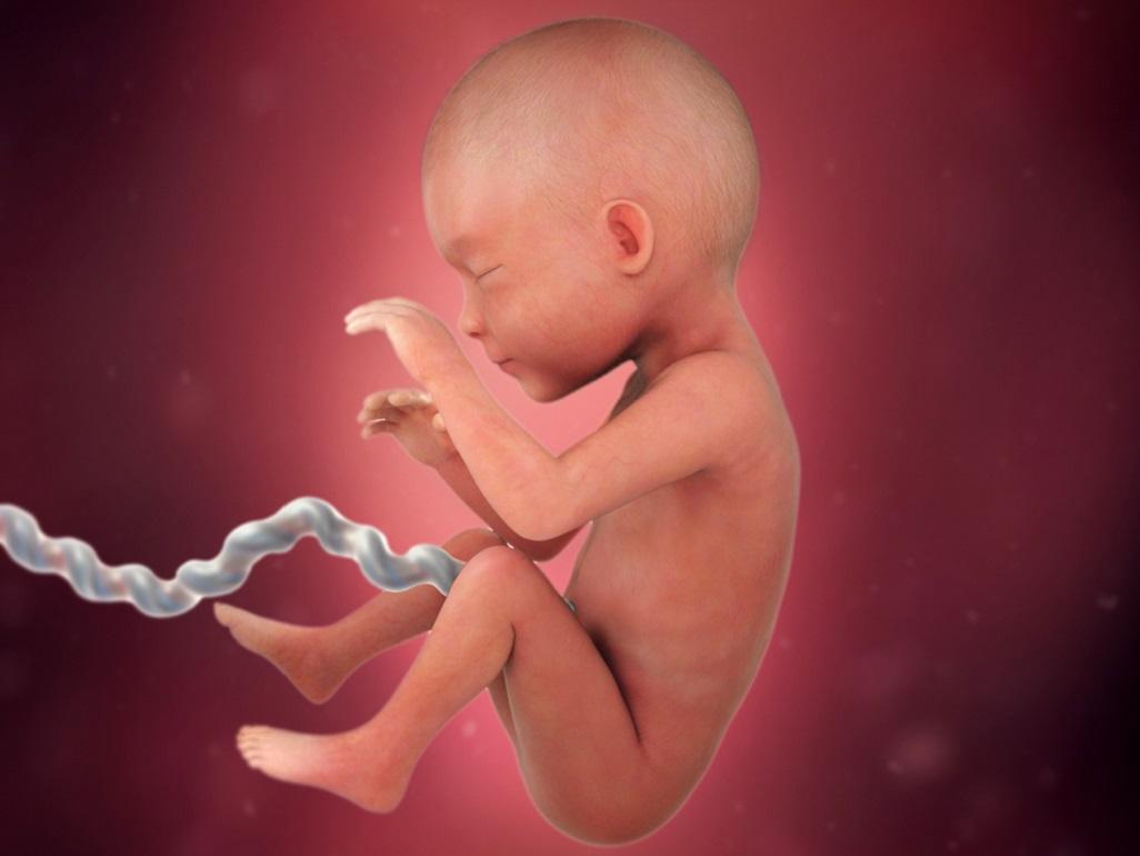 Human Fetus Week 24